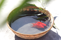 �Ա���ˮ�ط�ˮͿ����ϸ˵��