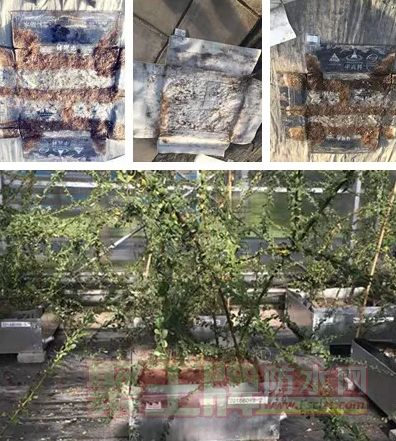 热烈祝贺华高科“耐根穿刺系列防水卷材”顺利通过北京园林科学研究院检测！！！.png